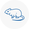 Rat Control West Drayton
