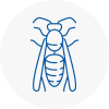 West Drayton Wasp Nest Removal